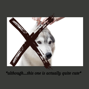 Copy of people and co Trainers News Feed Wolf